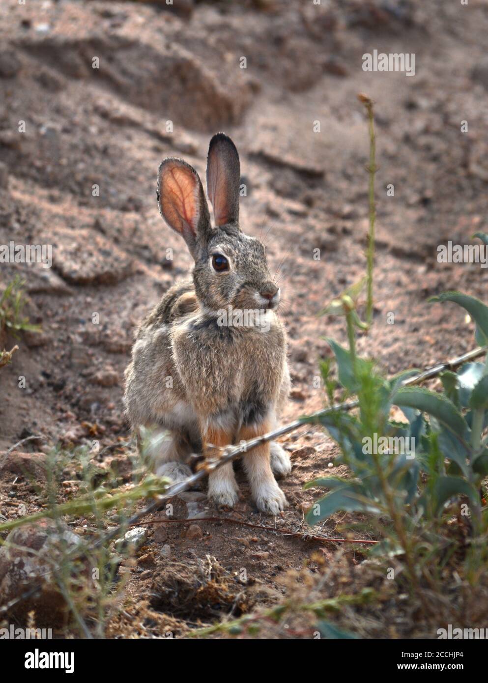 A desert cottontail rabbit in the American Southwest desert. Stock Photo