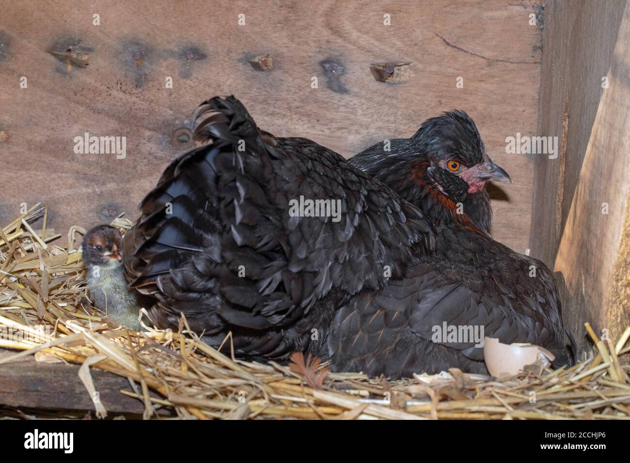 Broody Hen, with protective right wing slightly lifted covering hatching chicks. First of the clutch on the left, young left, emerging from an egg aft Stock Photo