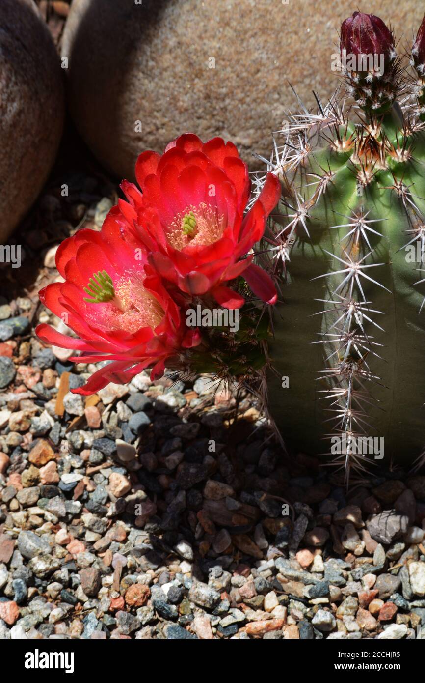 A hedgehog cactus blooms in the American Southwest desert. Stock Photo