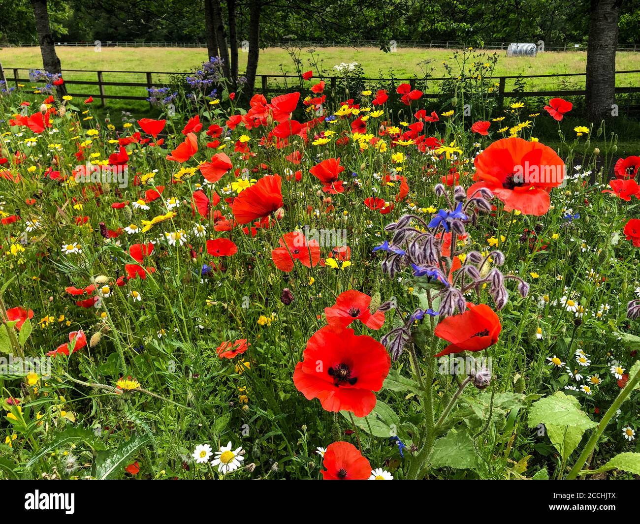 Wild flowers in a field in Ireland Stock Photo - Alamy