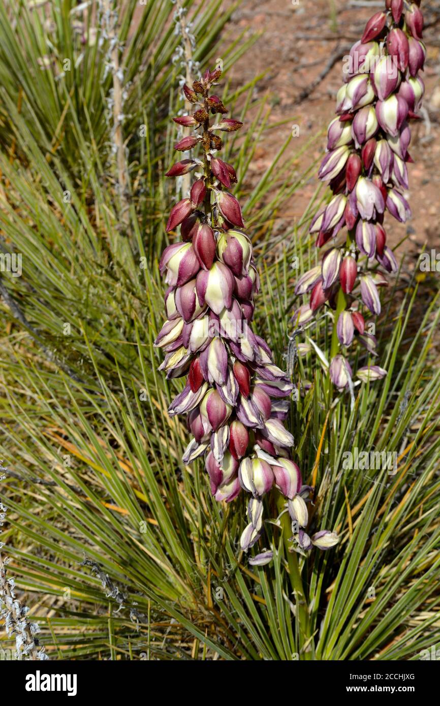 A yucca (Yucca glauca) blooms in the American Southwest desert. Stock Photo