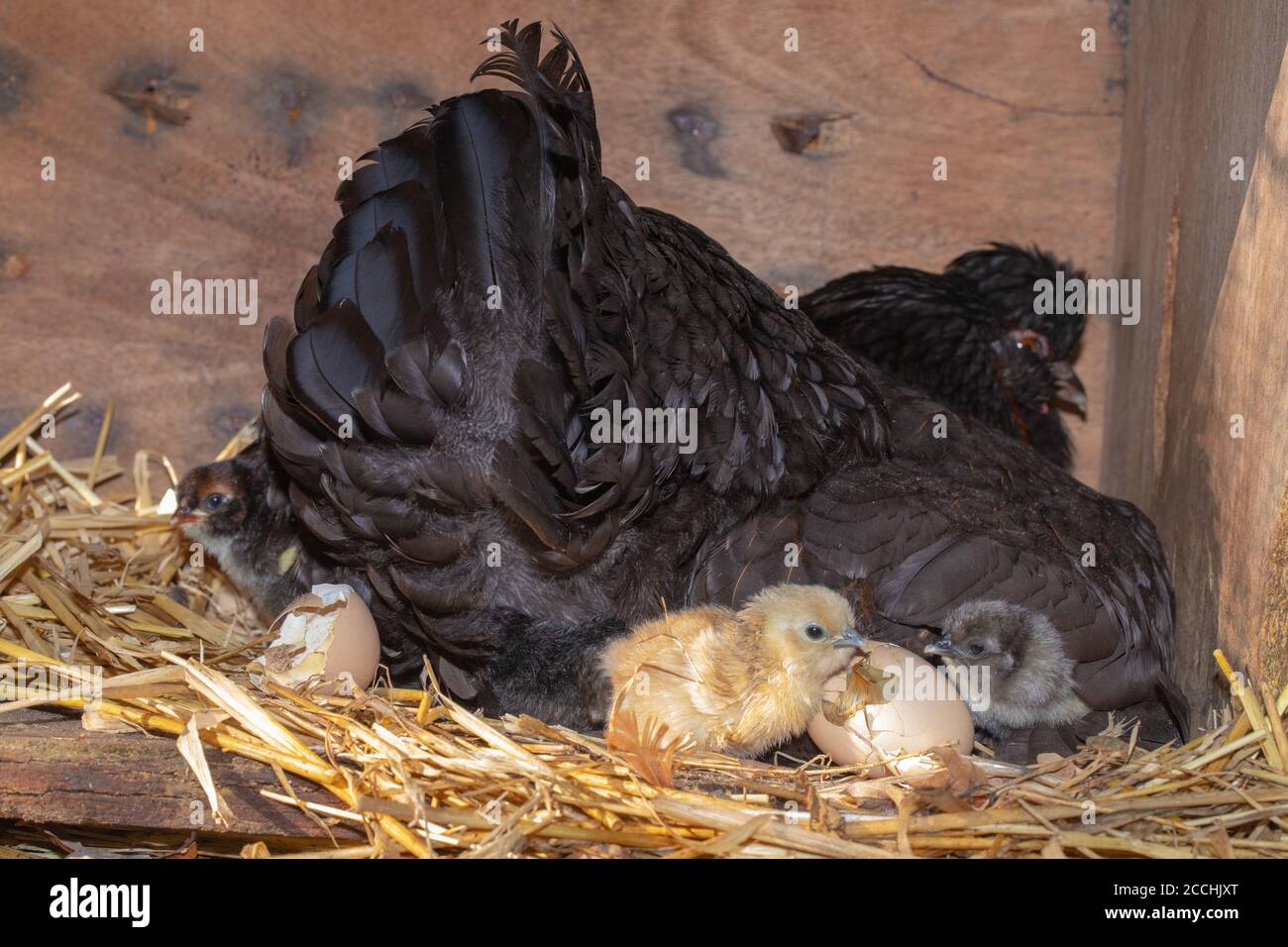 Broody Hen, with protective right wing slightly lifted to reveal hatching chicks. Young emerging from eggs after twenty one days of incubation. Stock Photo