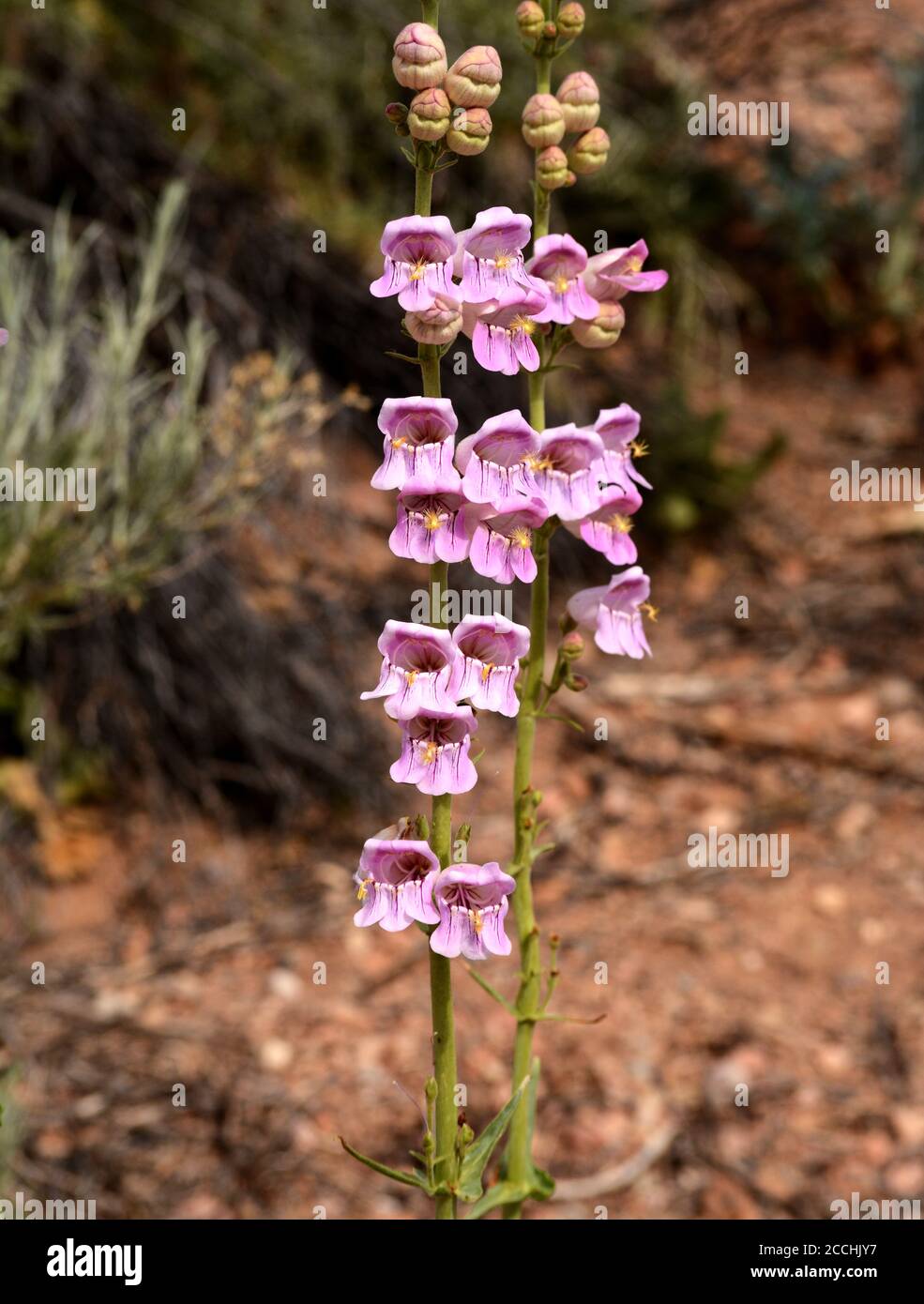 A wildflower (Penstemon) blooms in the American Southwest desert. Stock Photo