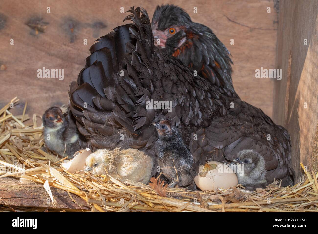 Broody Hen, with protective right wing slightly lifted to reveal hatching chicks of different colours. Young emerging from eggs after twenty one days Stock Photo