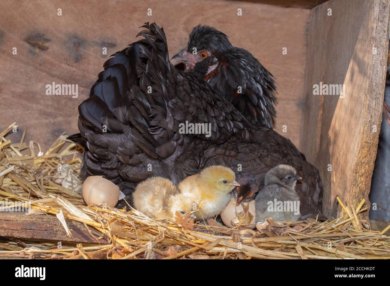 Broody Hen, with protective right wing slightly lifted to reveal hatching chicks. Young emerging from eggs after twenty one days of incubation. Stock Photo