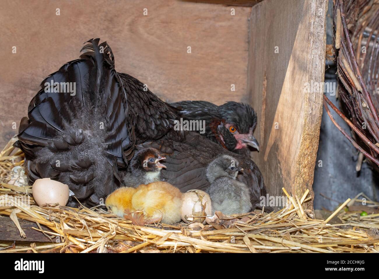 Broody Hen With A Protective Right Wing Slightly Lifted To Reveal Broody Hen With A Protective Right Wing Slightly Lifted To Reveal