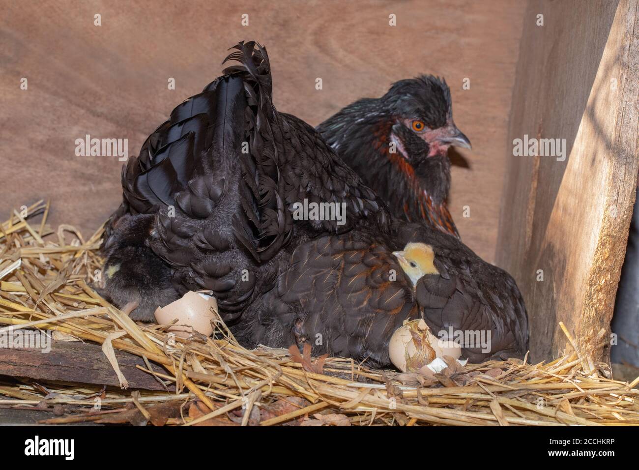 Broody Hen, with protective right wing slightly lifted to reveal hatching chicks. Young emerging from eggs after twenty one days of incubation. Stock Photo