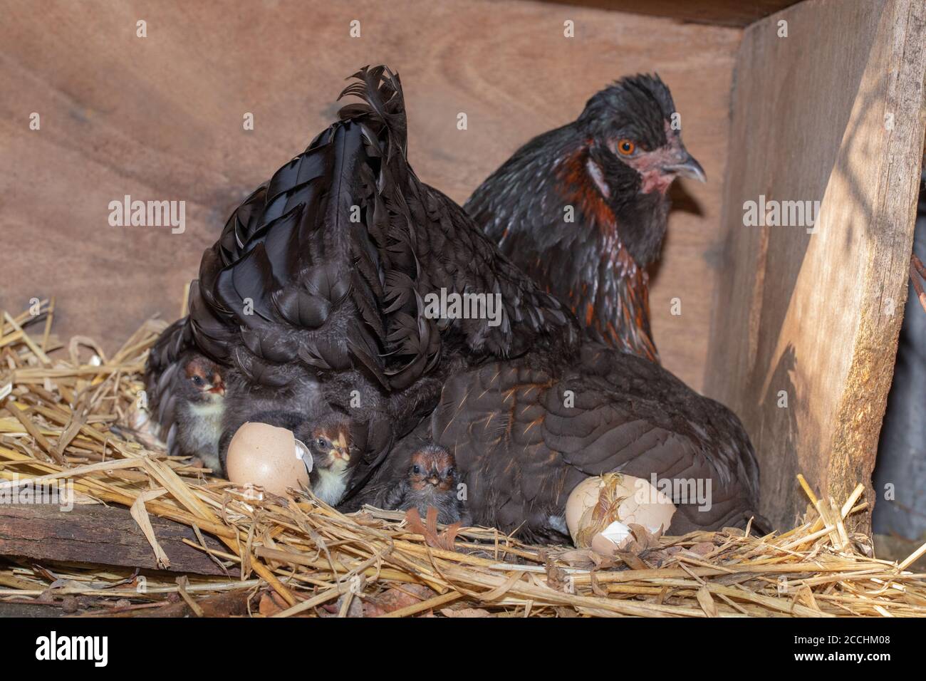 Broody Hen, with protective right wing slightly lifted to reveal hatching chicks. Young emerging from eggs after twenty one days of incubation. Stock Photo