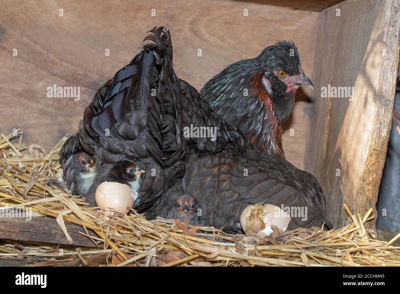 Broody Hen in a nest box, with a protective right wing slightly lifted and extended to reveal hatching chicks. Young emerging from eggs. Stock Photo