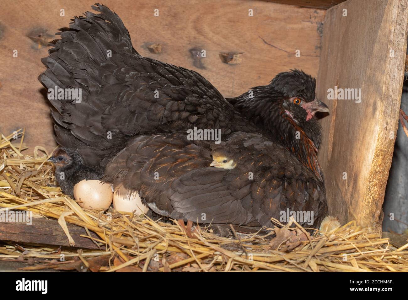 Broody Hen in a nest box, with a protective right wing slightly lifted and extended to reveal hatching chicks. Young emerging from eggs after twenty o Stock Photo
