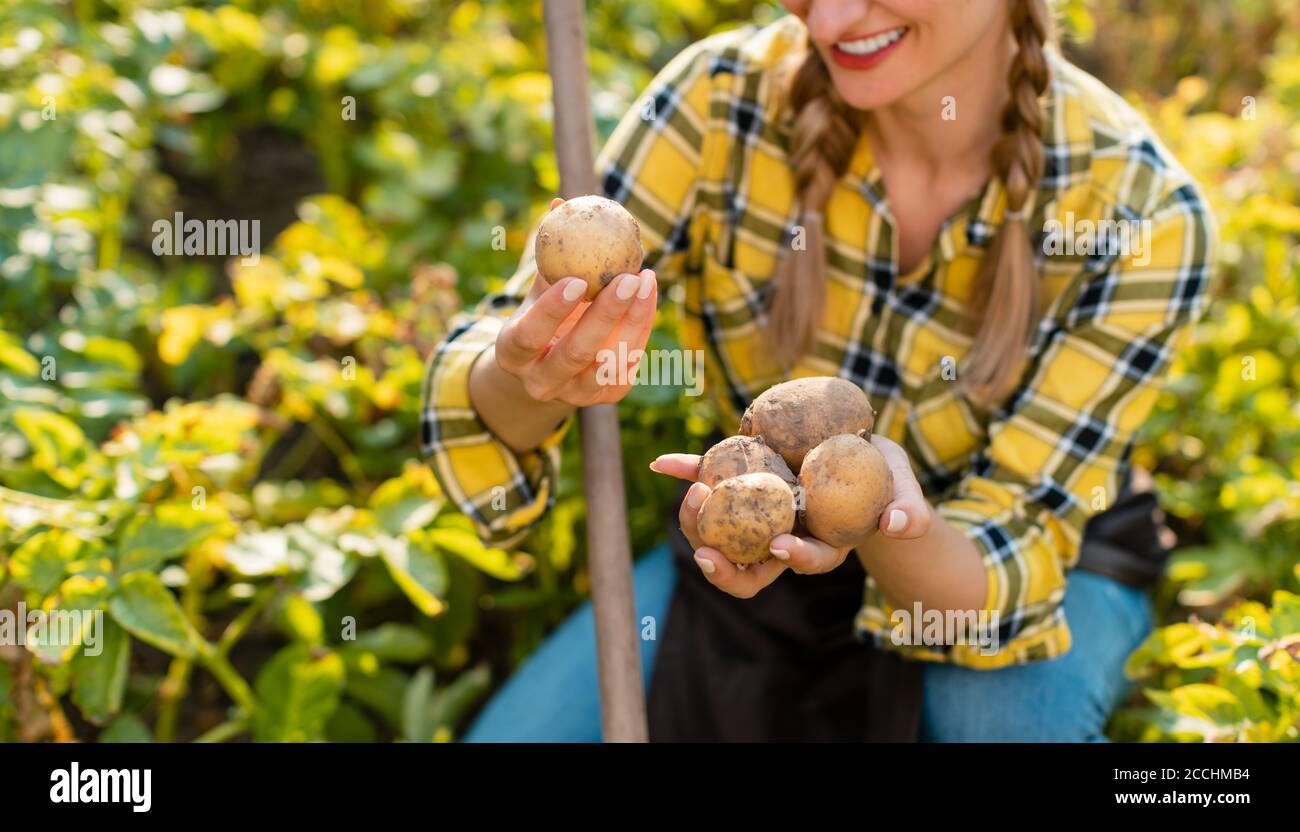 Farmer woman admiring the potatoes she harvested in the field Stock Photo