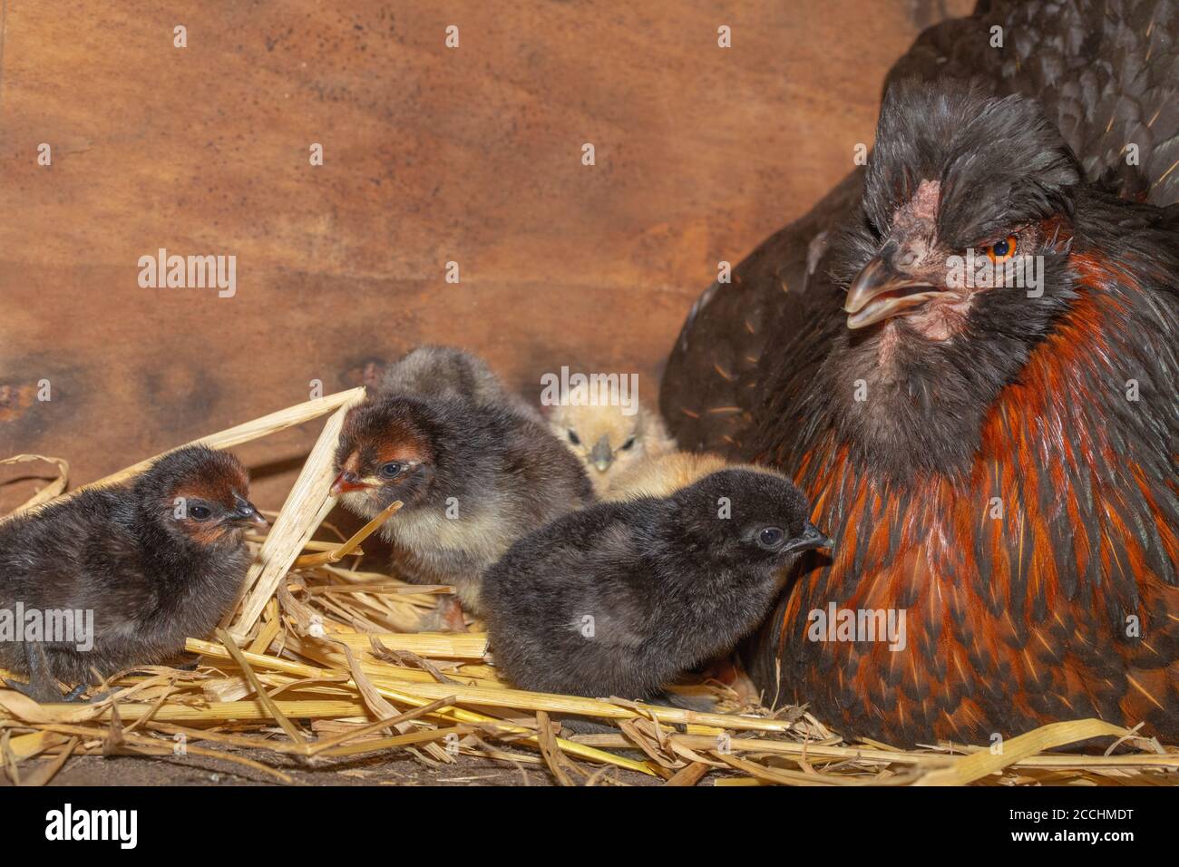 Broody domestic hen in a nest box, revealing hatching chicks of mixed ...