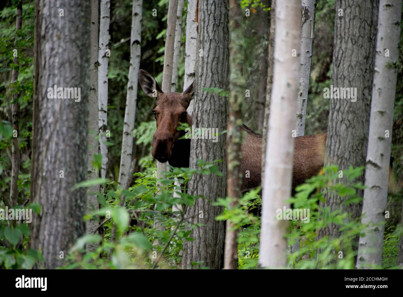 Moose in Fairbanks Alaska Stock Photo Alamy
