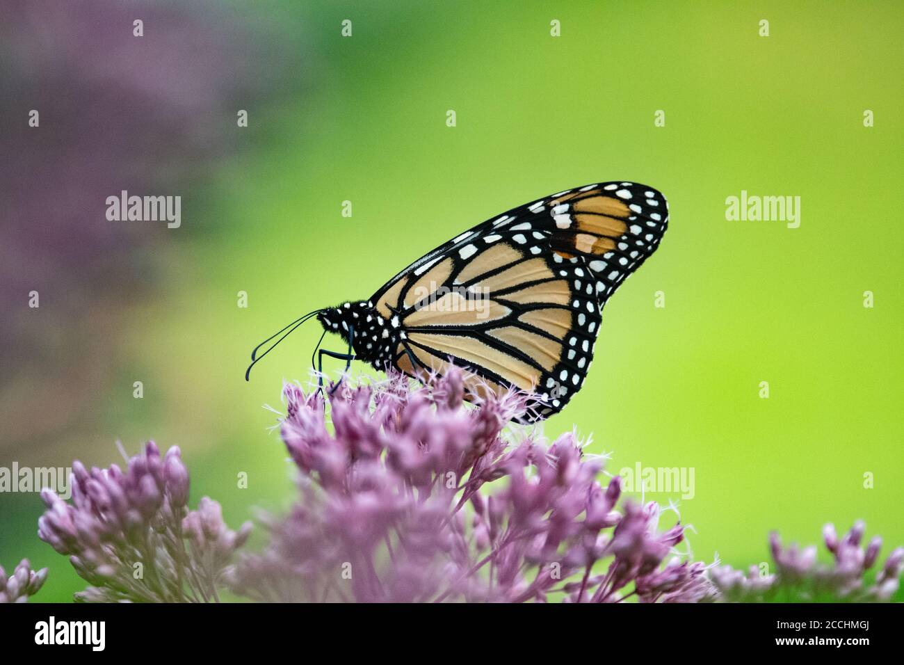 A Monarch Butterfly, Danaus plexippus, feeding on Joe-Pye Weed flowers in a garden in Speculator, NY USA Stock Photo