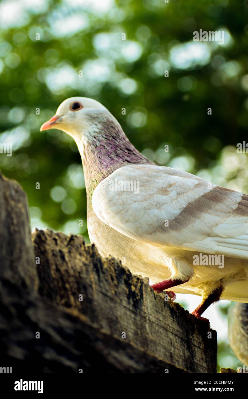 Bird at tree, pigeon or columbidae class aves In Bangladesh Stock Photo