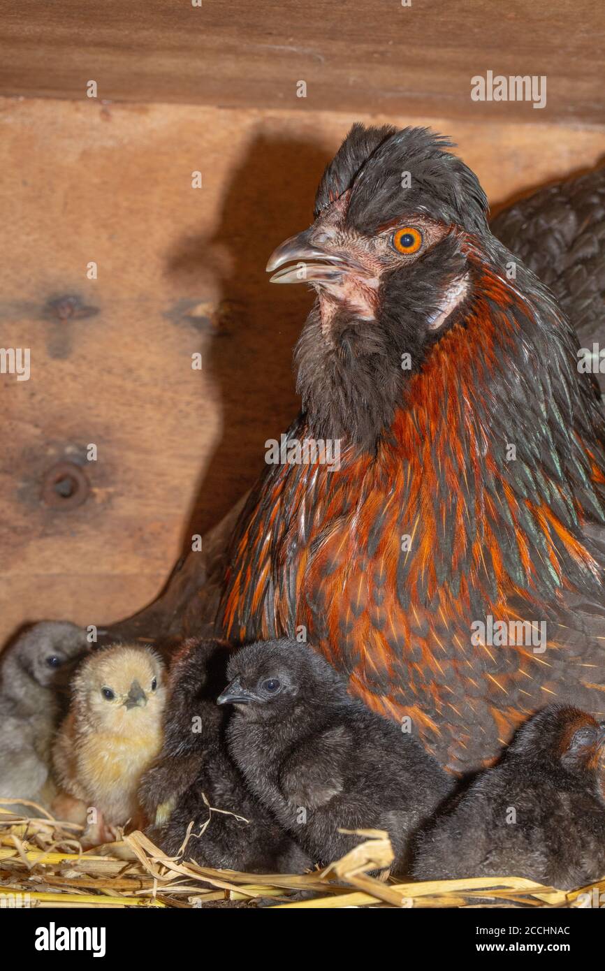 Clucking Broody domestic hen in a nest box, revealing just hatched ...