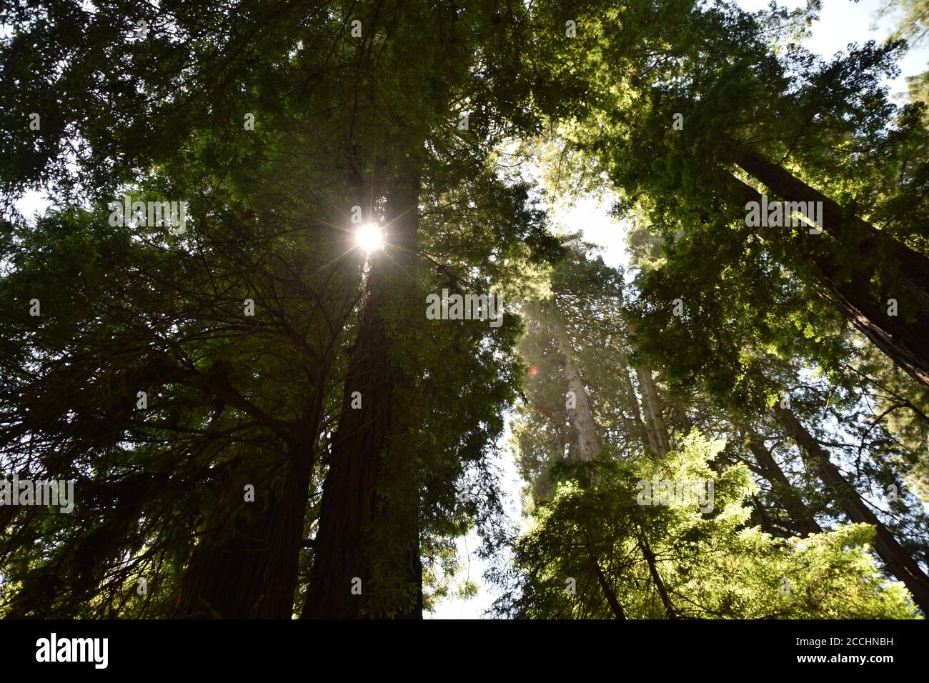 The sun shining through leaves of redwood in Muir woods national park outside San Francisco Stock Photo