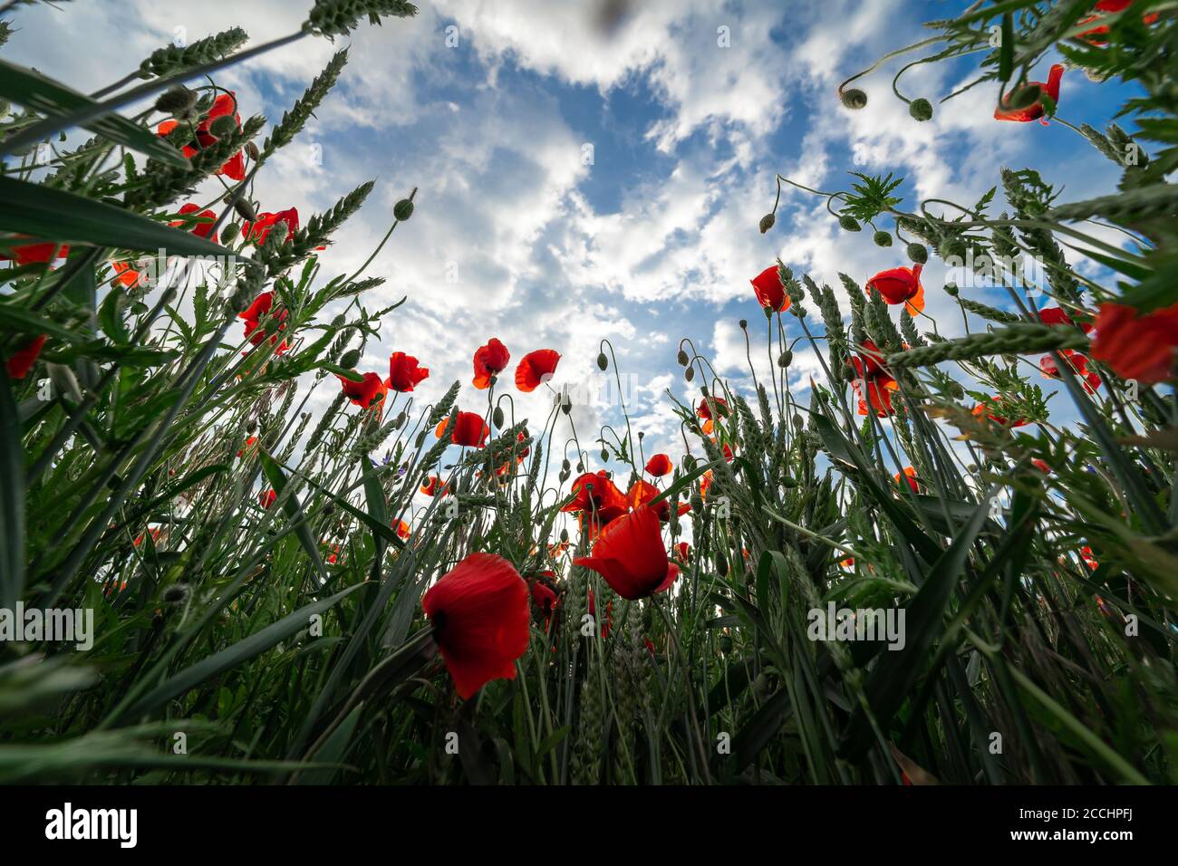 Sky with clouds through the grass and poppy flowers Stock Photo - Alamy
