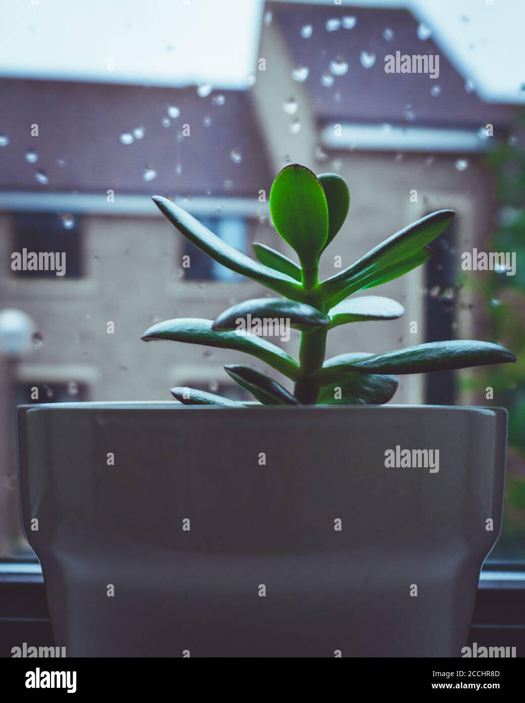 Plant inside, rain outside Stock Photo Alamy