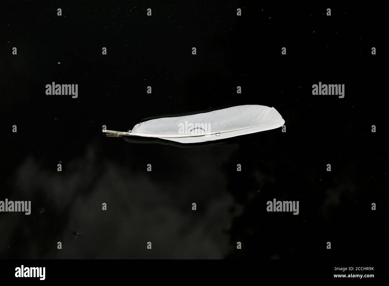 Egret feathers floating on the water Stock Photo