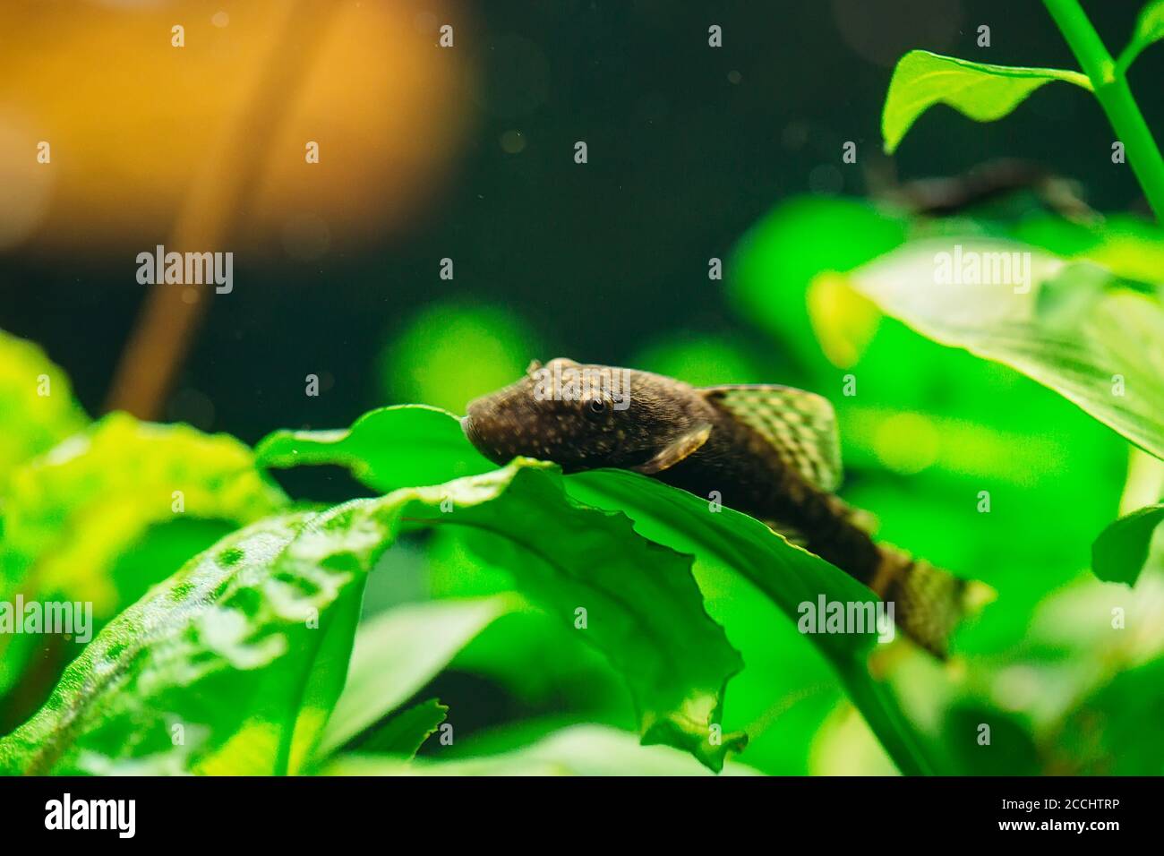 Fish Ancistrus Ancistrus dolichopterus in a home freshwater aquarium. Stock Photo