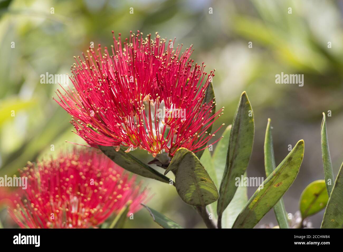 Close up view of pohutukawa flower in bloom. Stock Photo