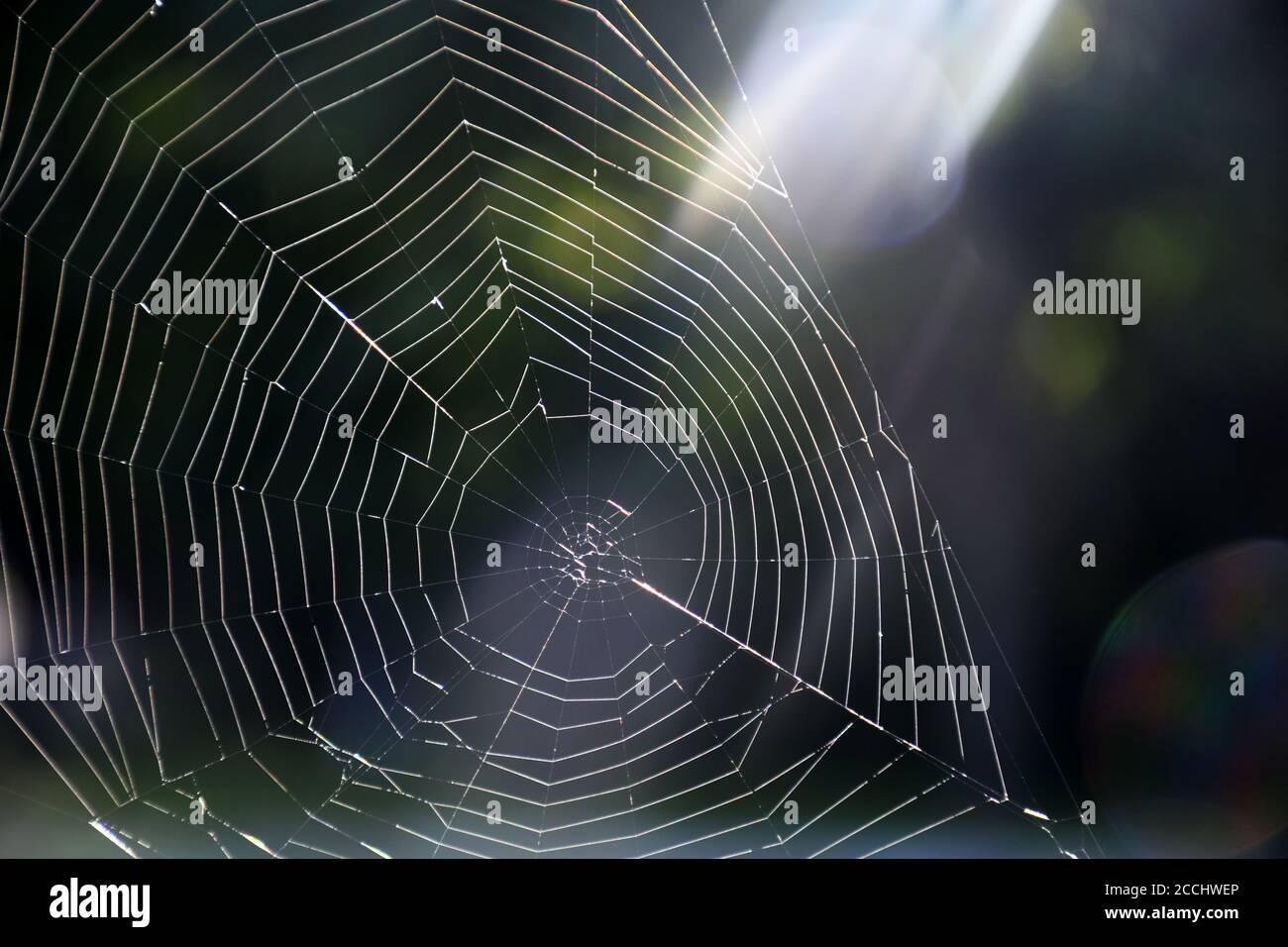 a ray of sunshine piercing through s spider web Stock Photo