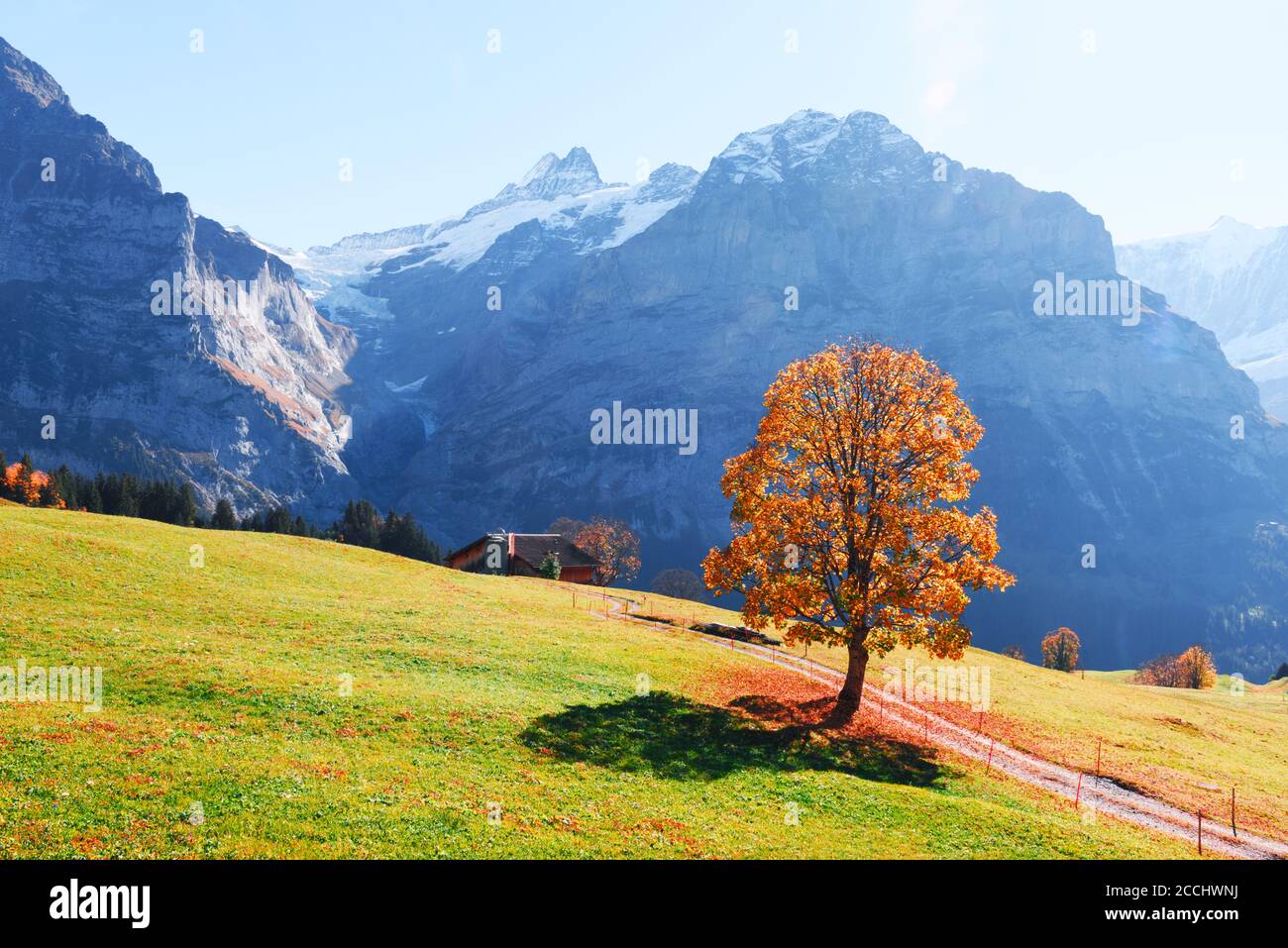 Picturesque autumn landscape with orange tree and green meadow in Grindelwald village in Swiss Alps Stock Photo