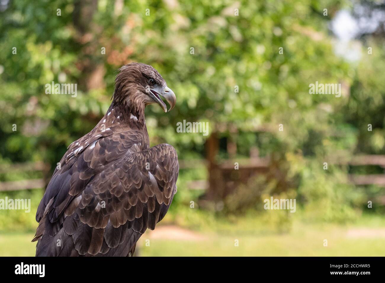Close-up portrait of a golden eagle, a large American bird taken ...