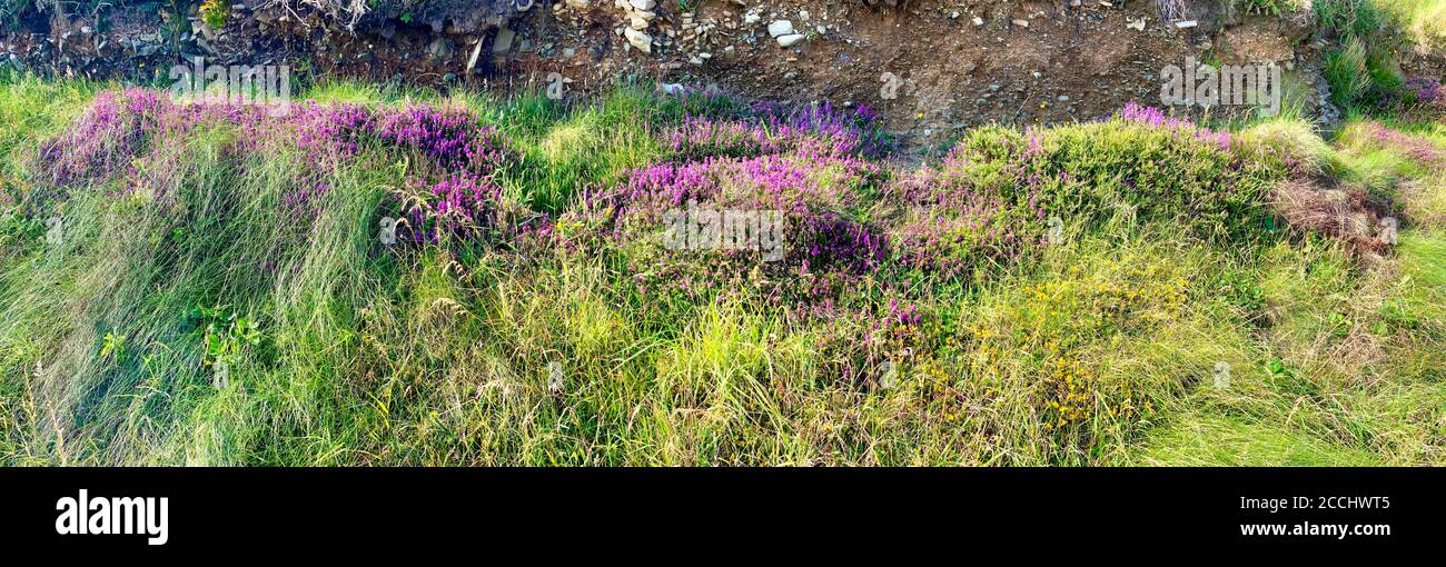 Heather and flowering coastal road near Douglas, Isle of Man Stock Photo - Alamy