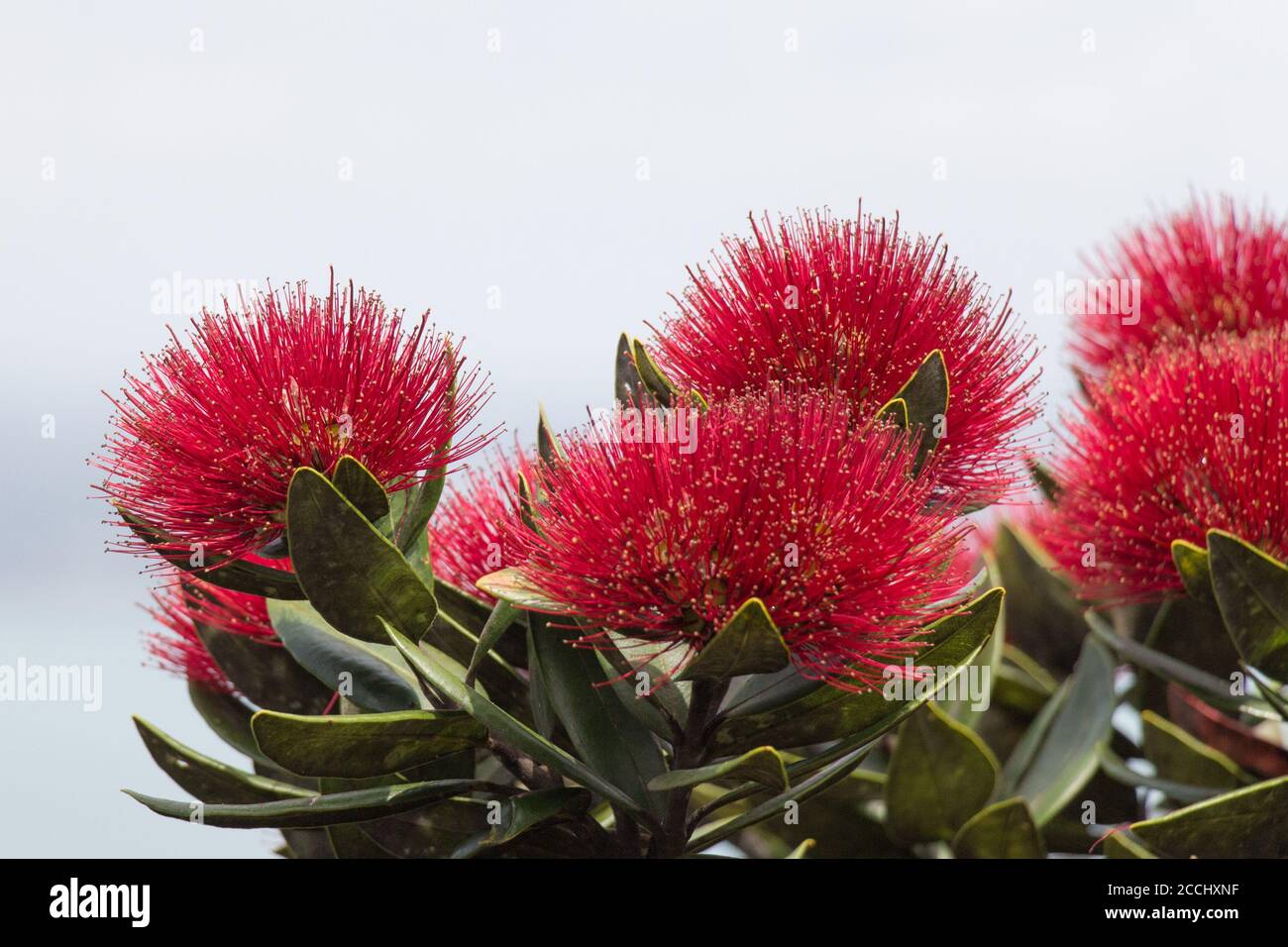 Close up view of pohutukawa flowers in bloom. Stock Photo