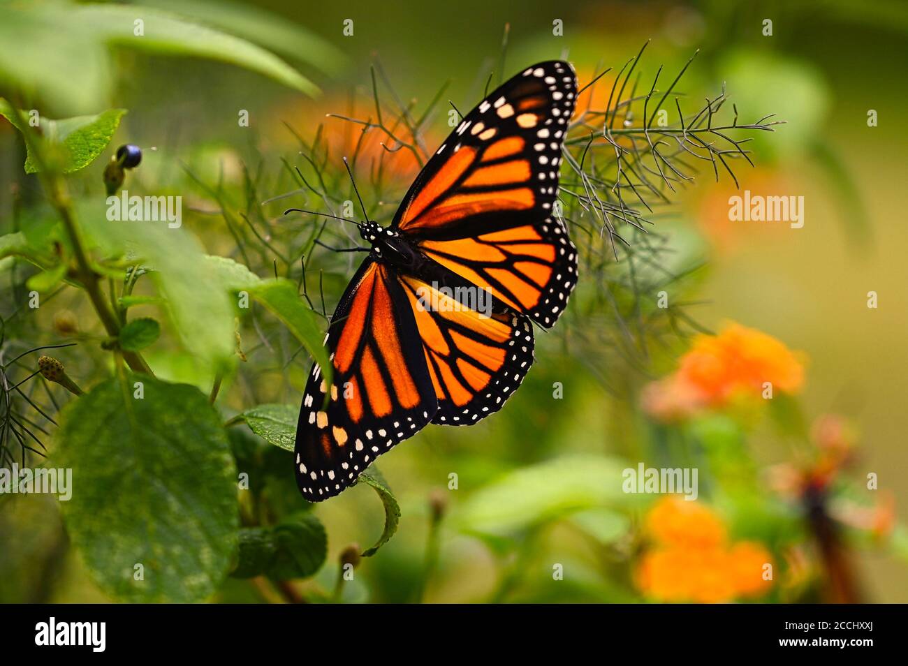 Monarch Butterflies just after release Stock Photo Alamy