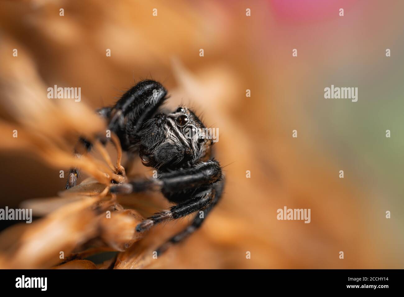Black spider (Evarcha arcuata, jumping spider). High magnification, macro, many details. Stock Photo