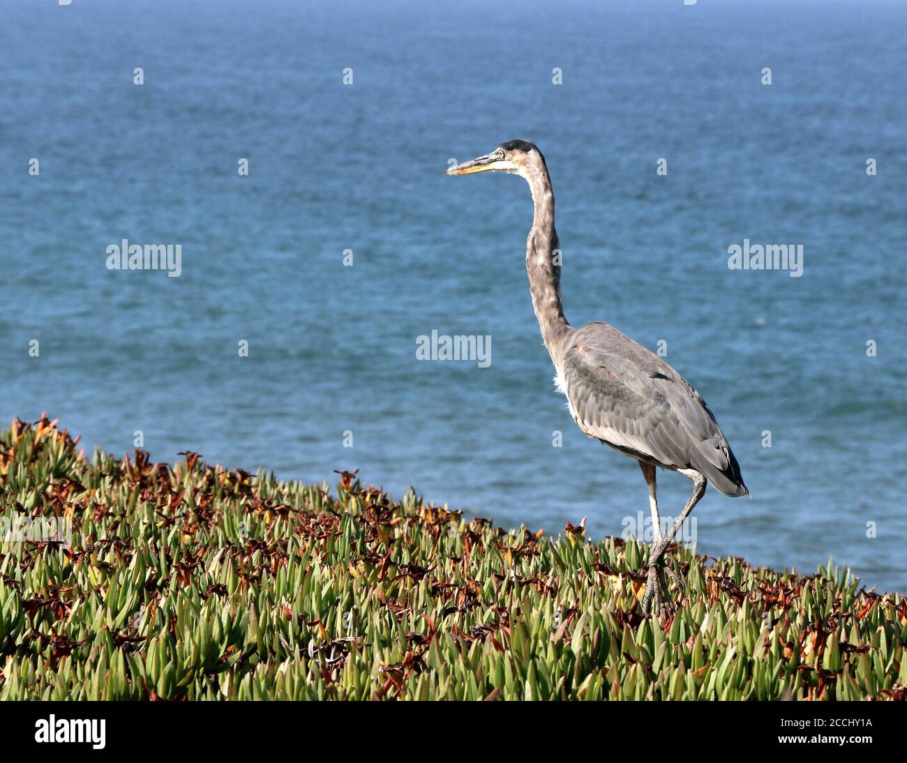 Beautiful great blue heron stalks on a bluff top, Half Moon Bay, CA. Stock Photo