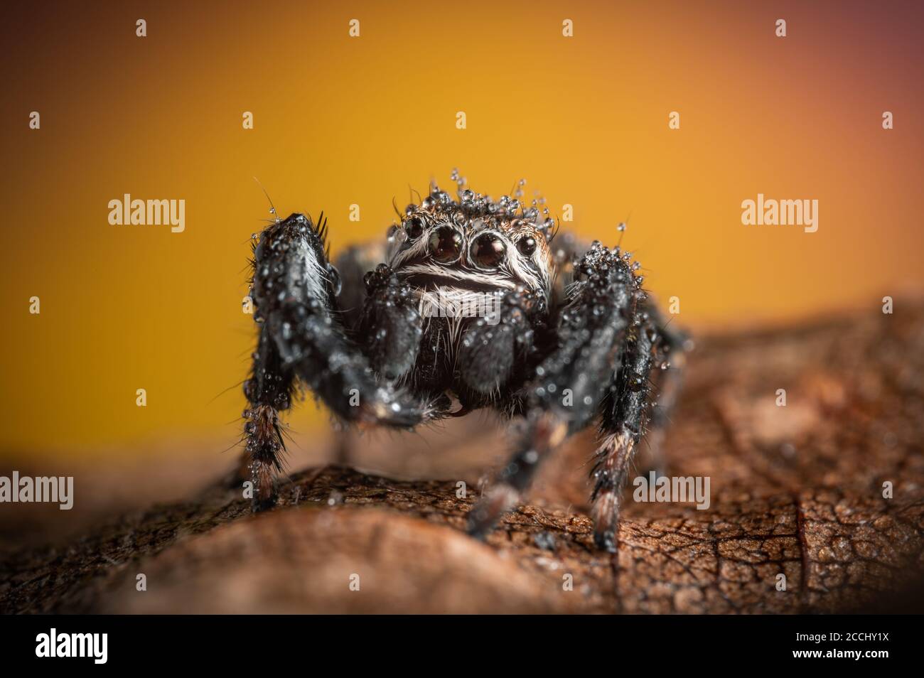 Black spider (Evarcha arcuata, jumping spider). Water droplets on body and head, after the rain. High magnification, macro, many details. Stock Photo