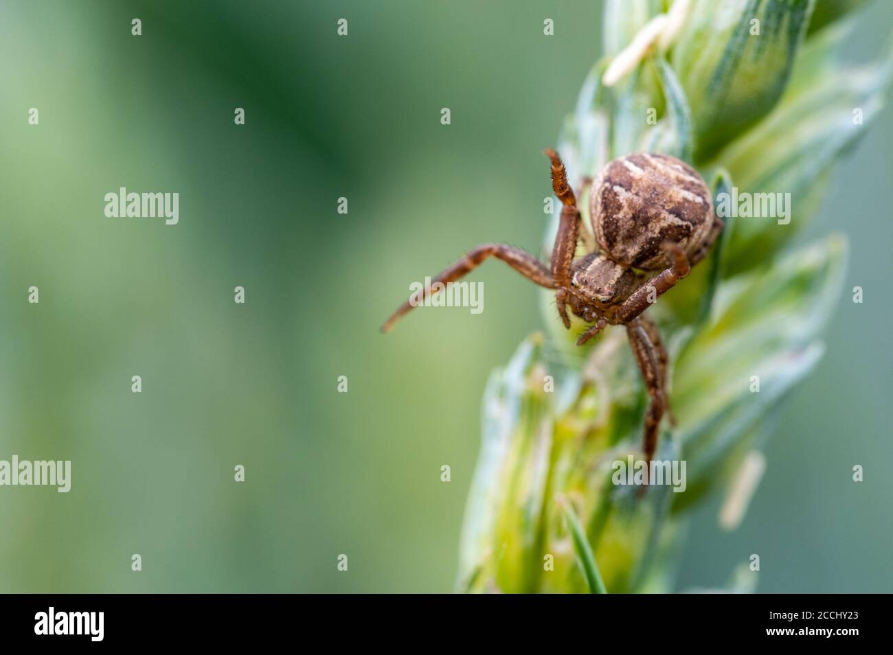 A spider known as the crab spiders (xysticus) crawling on a blade of grass and waiting for prey. Macro, green blurred background. Stock Photo