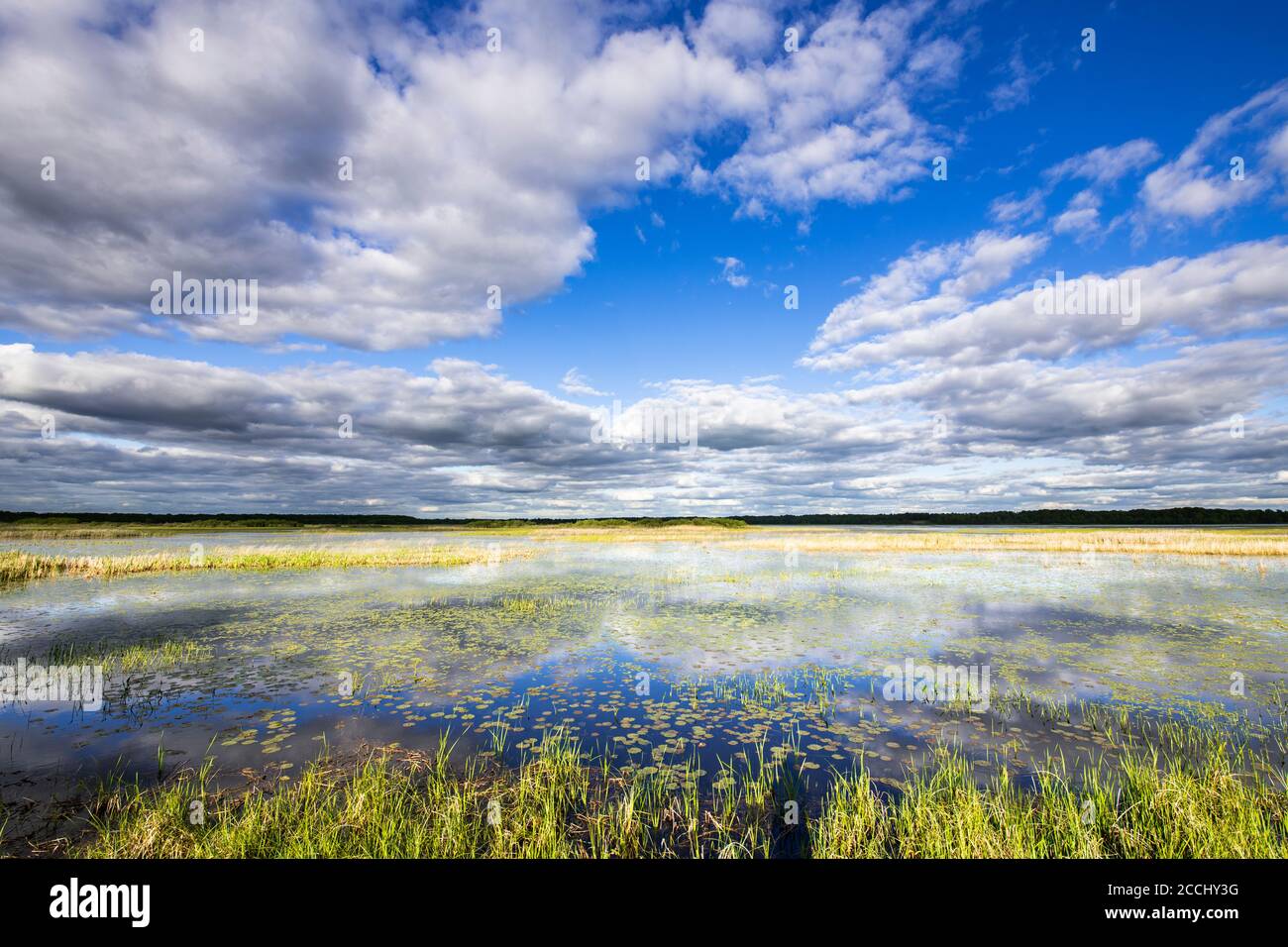 Cumulus, and cumulus stratus clouds, Phantom Lake. Crex Meadows WMA, WI, USA, early Summer, by Dominique Braud/Dembinsky Photo Assoc Stock Photo