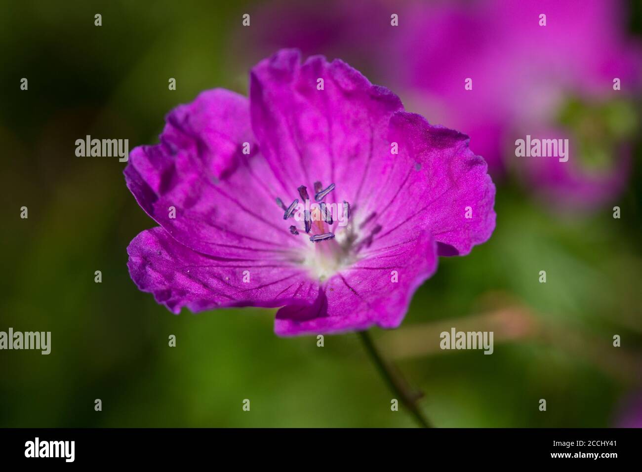 Pink Geranium in flower in a garden in summer, England, United Kingdom Stock Photo