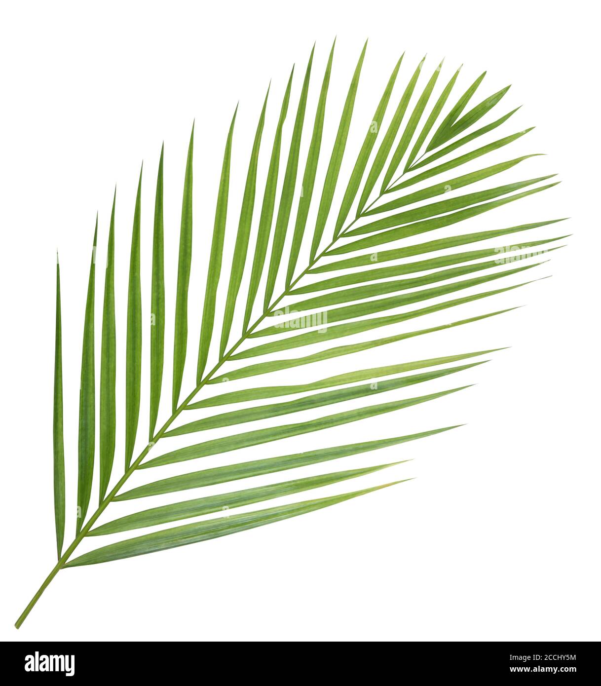 Palm leaves isolated on white background Stock Photo