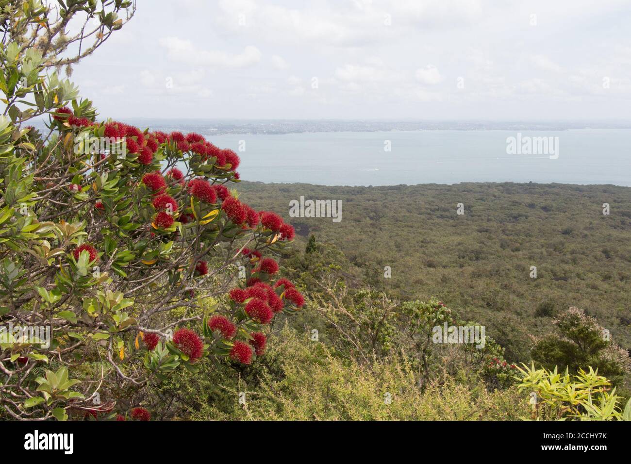 Close up view of pohutukawa in bloom with sea on background. Stock Photo