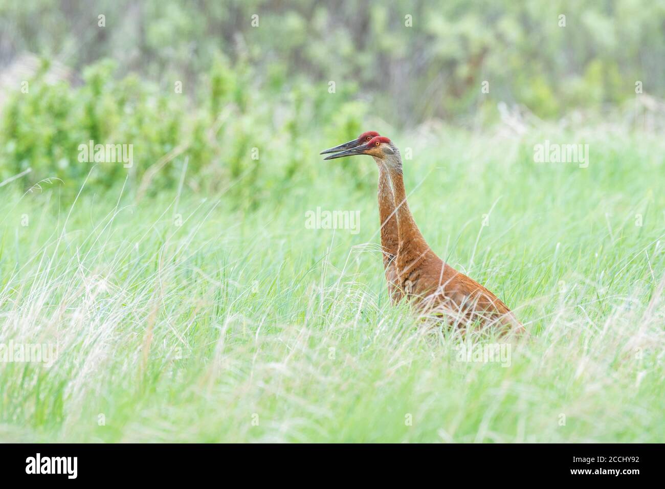 Pair of Sandhill Cranes feeding in wetland, Eastern North America, by Dominique Braud/Dembinsky Photo Assoc Stock Photo