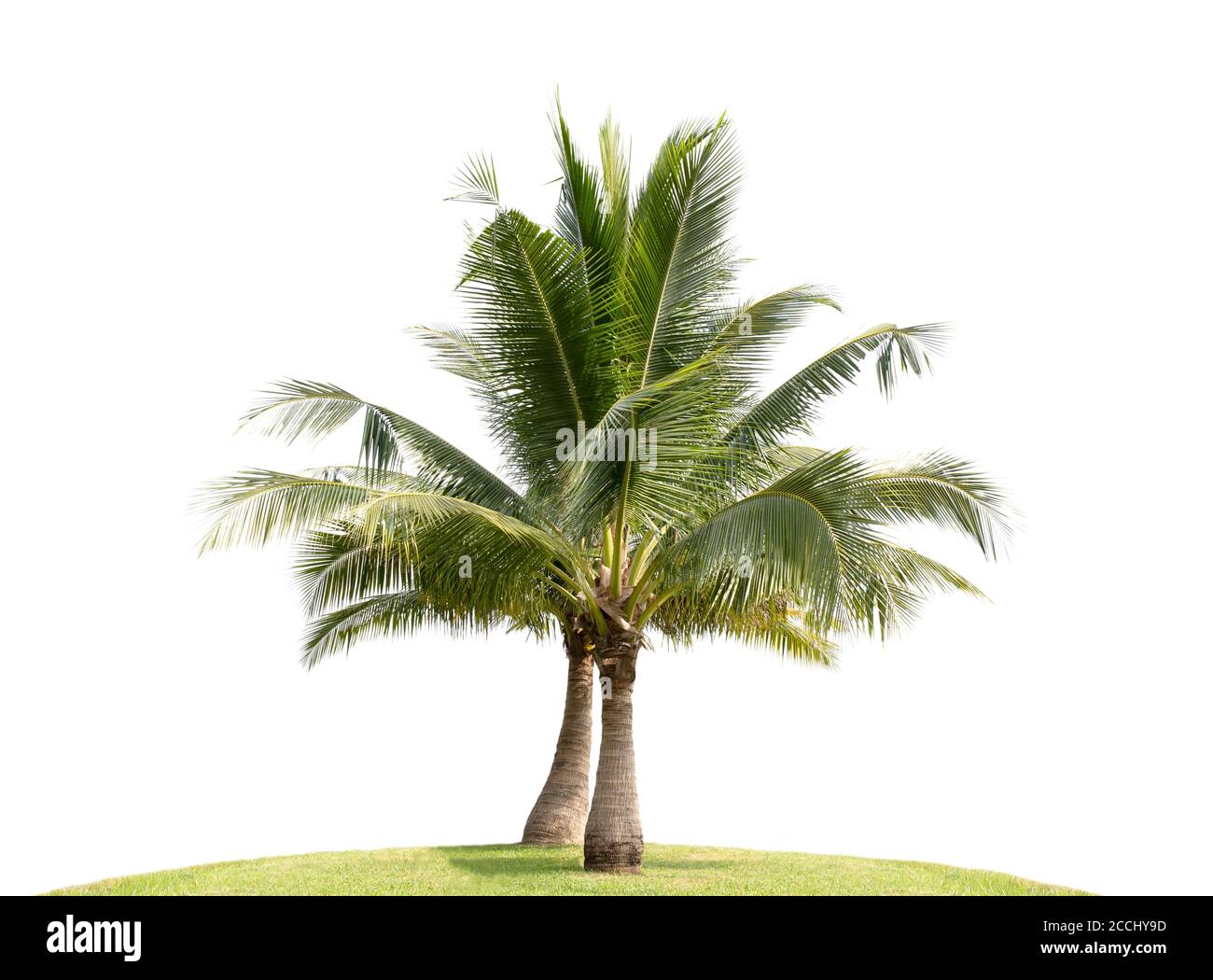 Coconut tree isolated on white background Stock Photo