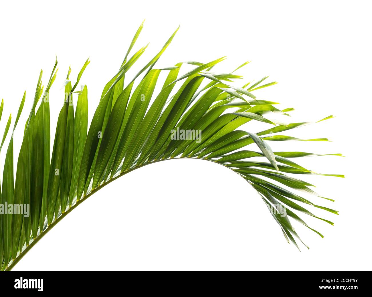 Green palm leaf isolated on white background Stock Photo - Alamy