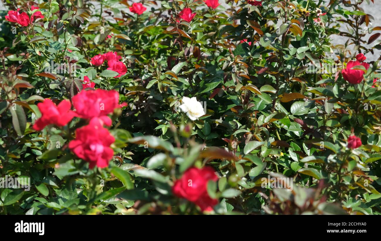 Single Pale Rose Stock Photo