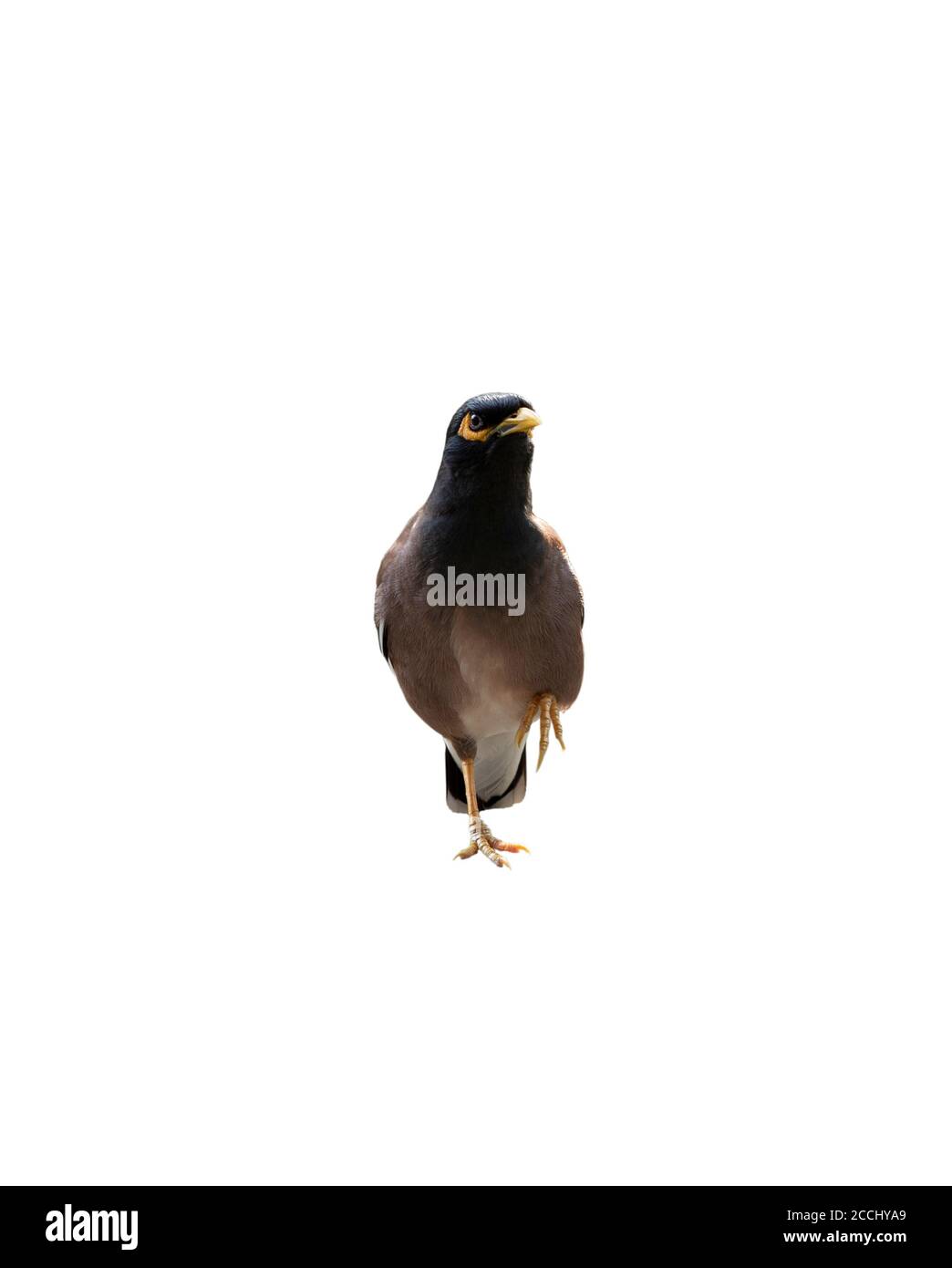 Common myna bird isolated on white background Stock Photo