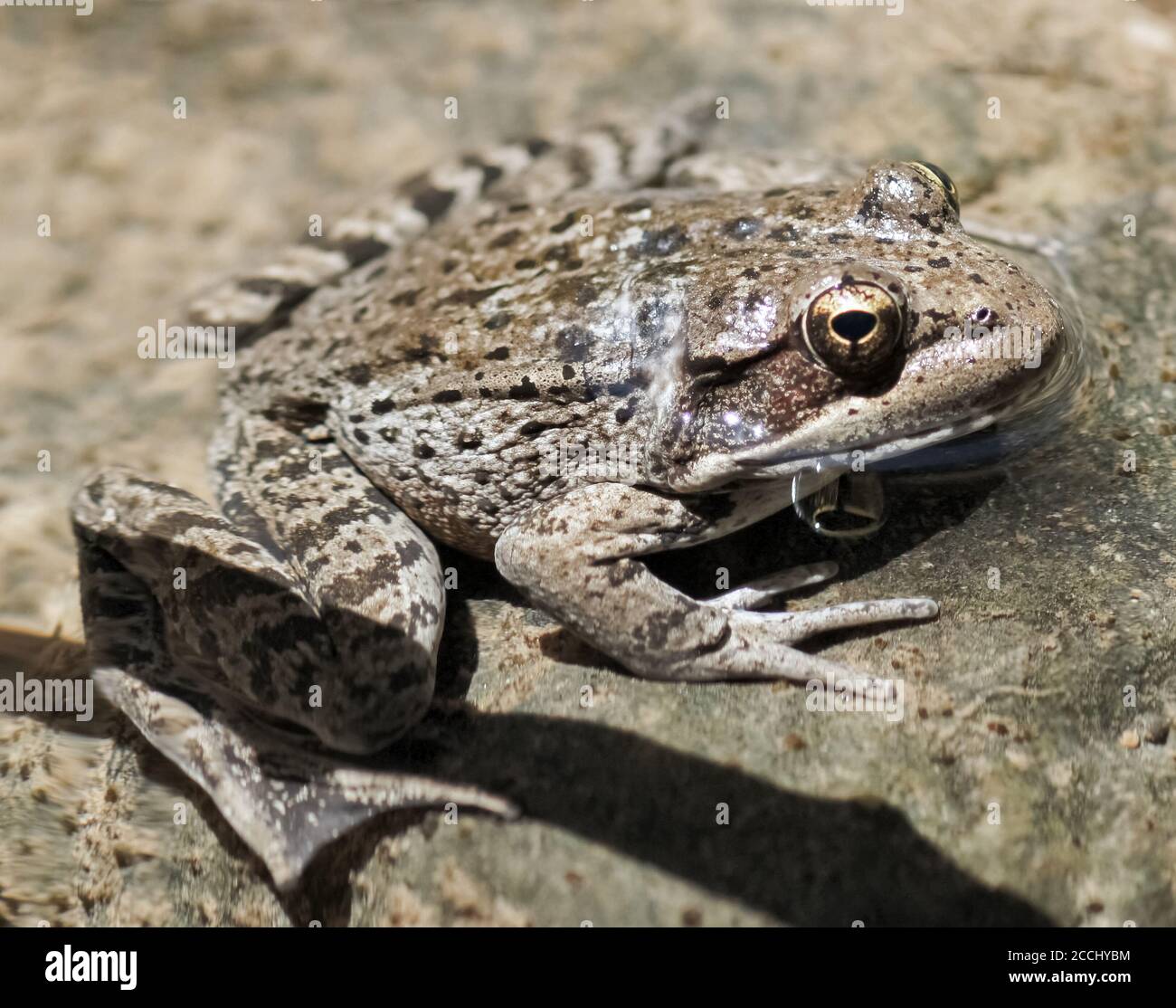 California Red-legged Adult Frog. Sunol Regional Park, Alameda County, California, USA. Stock Photo