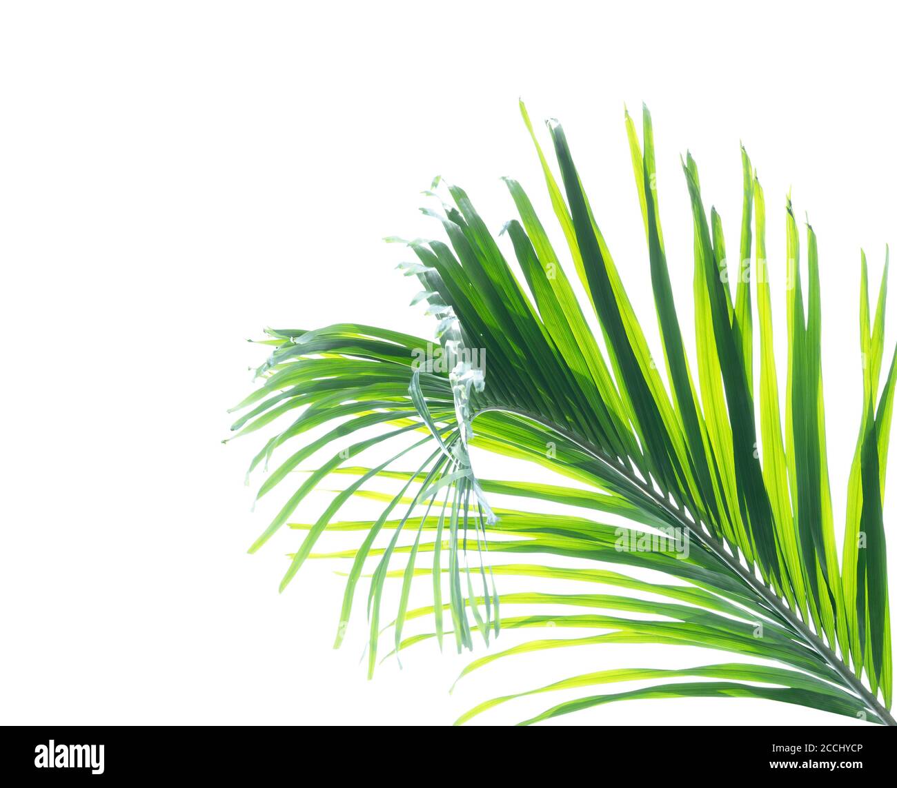 Palm leaf isolated on white background Stock Photo