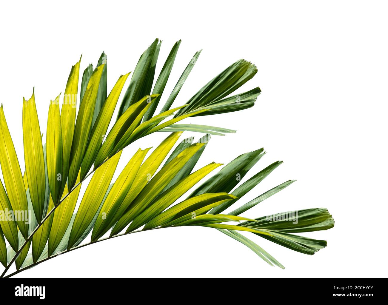Palm leaf isolated on white background Stock Photo - Alamy