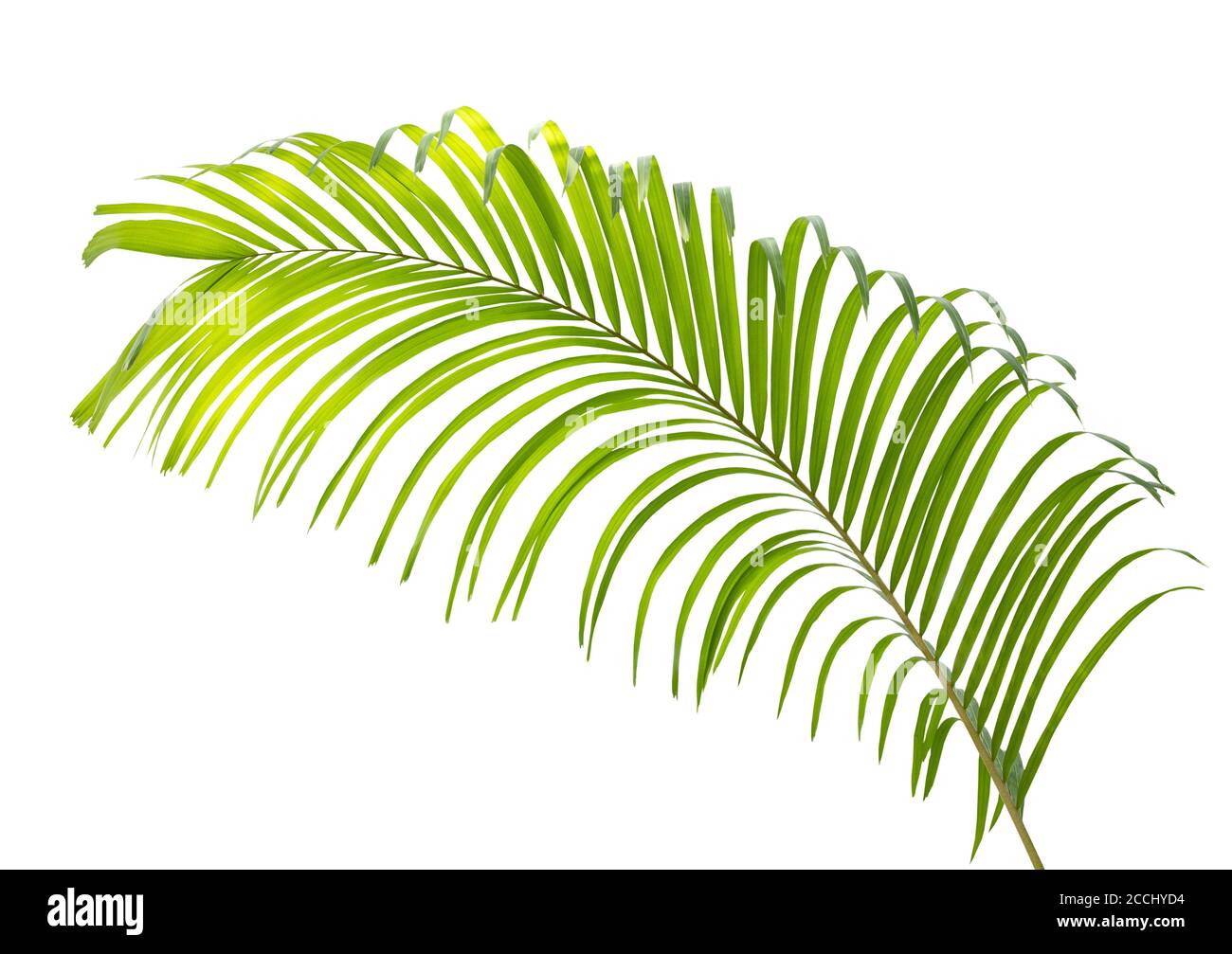 Green palm leaf isolated on white background Stock Photo - Alamy