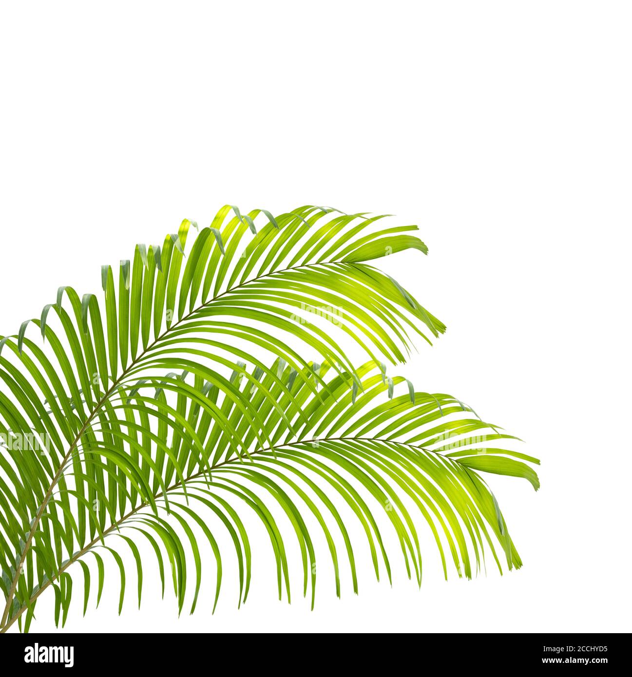 Green palm leaf isolated on white background Stock Photo - Alamy